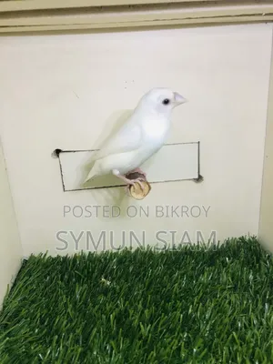 গোল্ডিয়ান গ্রে হেড সিলভার ফিমেল