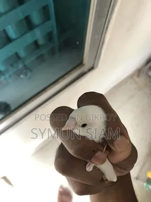 গোল্ডিয়ান গ্রে হেড সিলভার ফিমেল