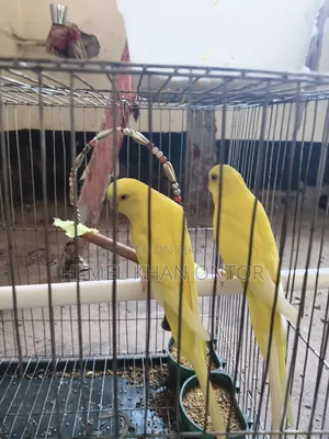 পাখিটি বিক্রি করা হবে
