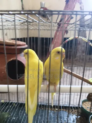 পাখিটি বিক্রি করা হবে