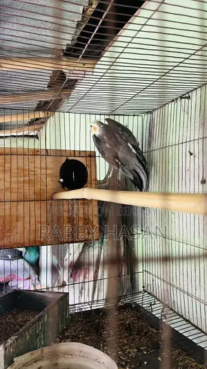 ককাটেল পাখি
