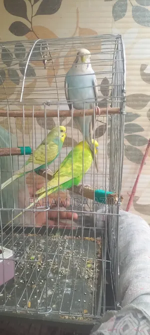 বাজিগর পাখি