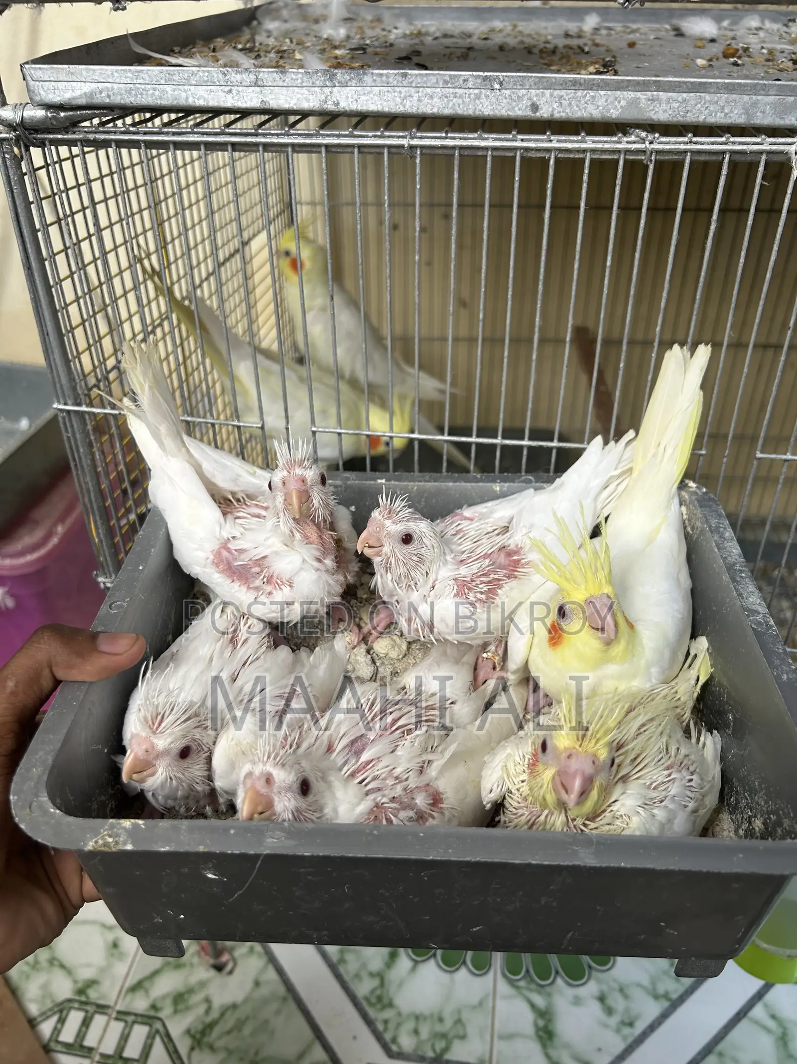 ককাটেল পোষা বাচ্চা