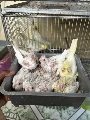 ককাটেল পোষা বাচ্চা