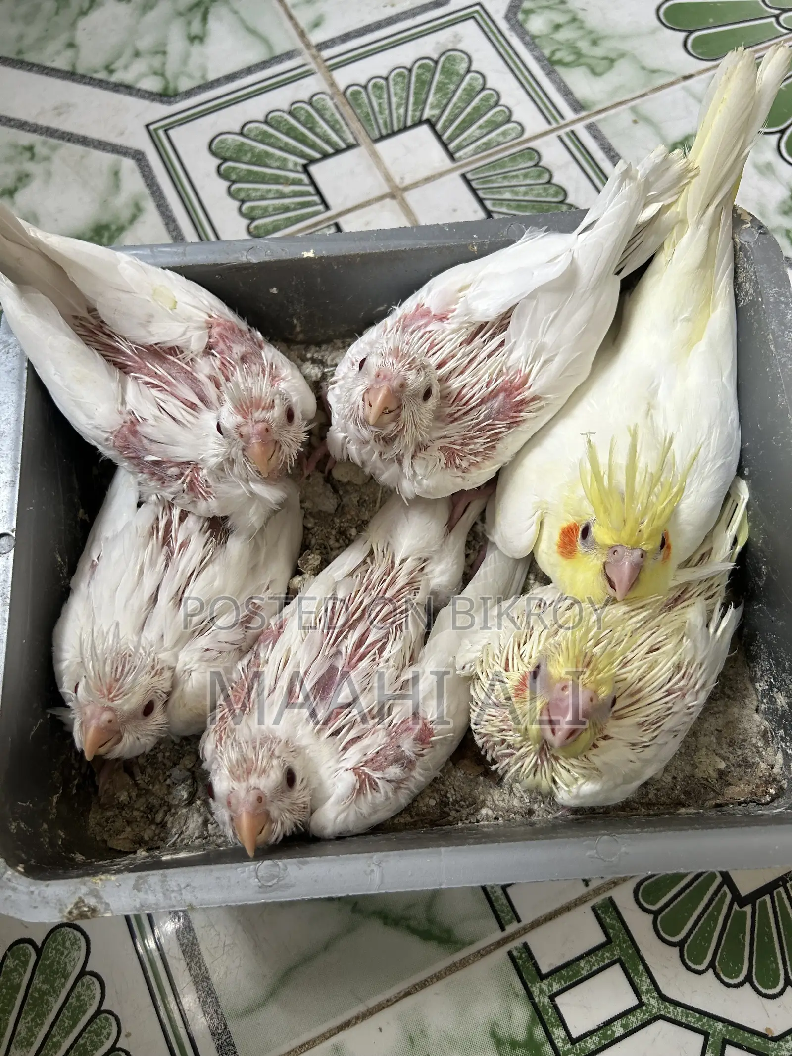 ককাটেল পোষা বাচ্চা