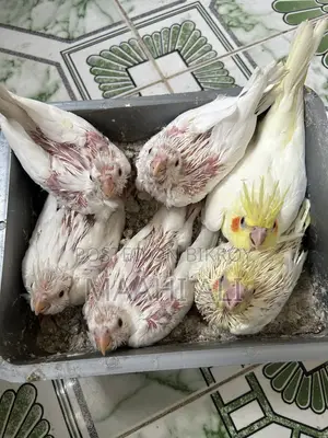 ককাটেল পোষা বাচ্চা