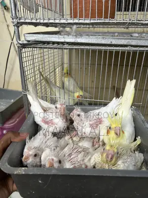 ককাটেল পোষা বাচ্চা