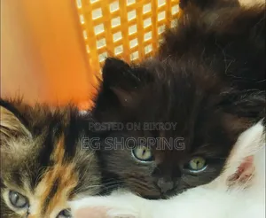 1-3 Months Male Purebred Persian