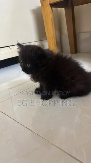 1-3 Months Male Purebred Persian
