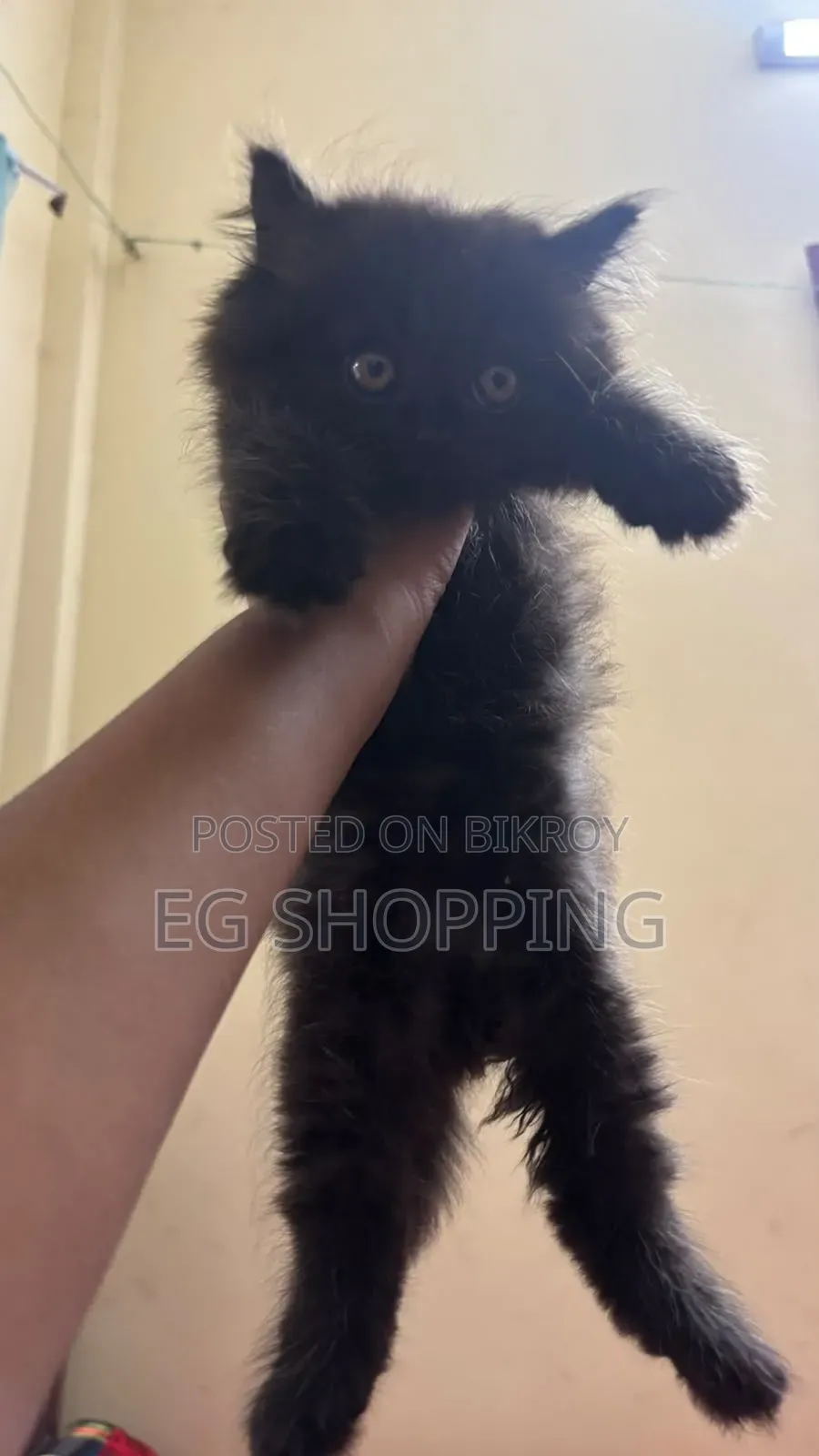 1-3 Months Male Purebred Persian
