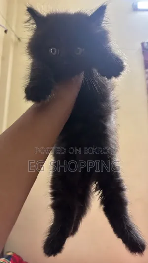 1-3 Months Male Purebred Persian