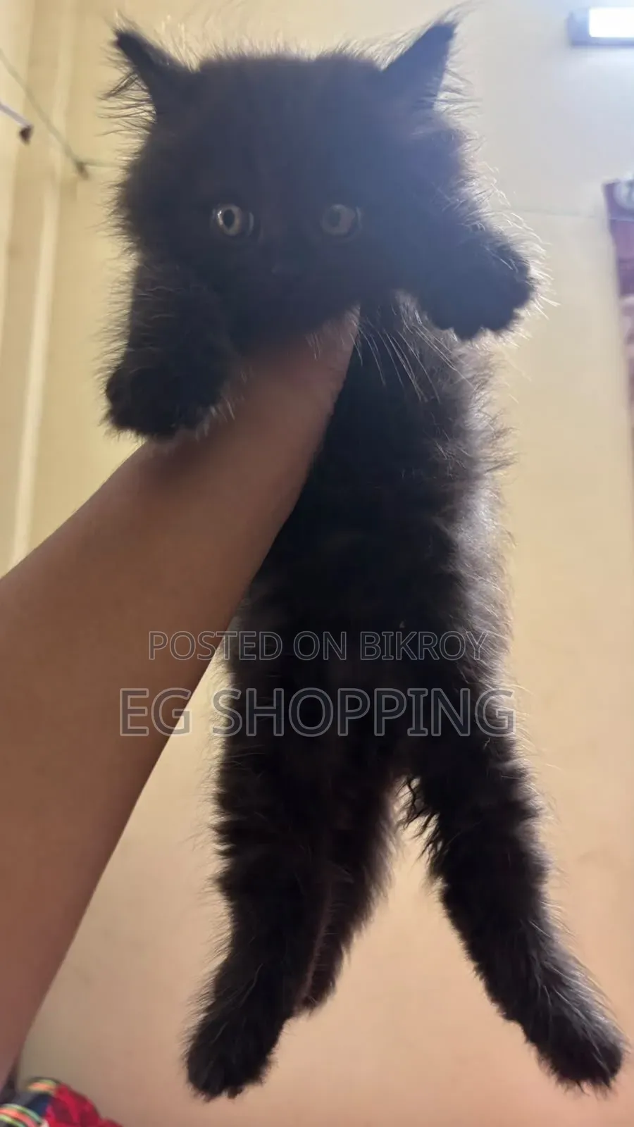 1-3 Months Male Purebred Persian