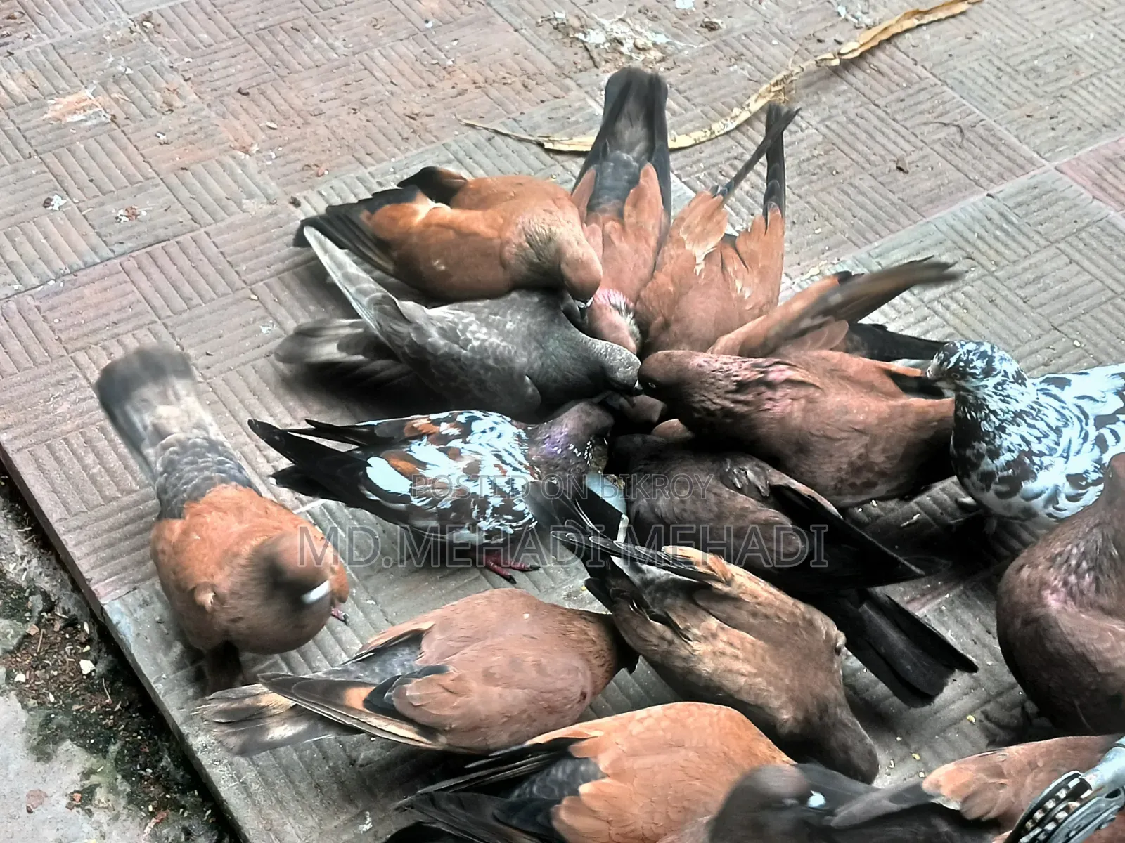 চিলা কবুতর এভেলেবেল