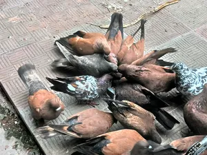 চিলা কবুতর এভেলেবেল