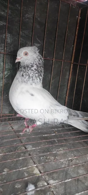 কাচকরা চুইঠাল