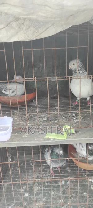 কাচকরা চুইঠাল
