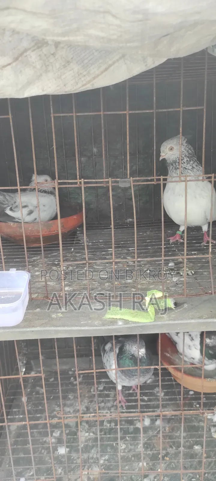 কাচকরা চুইঠাল
