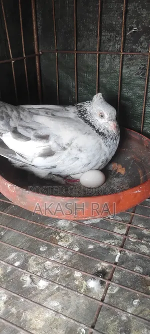 কাচকরা চুইঠাল