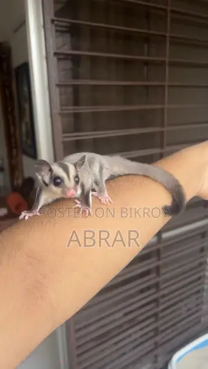 সুগার গ্লাইডার সুপার টেম