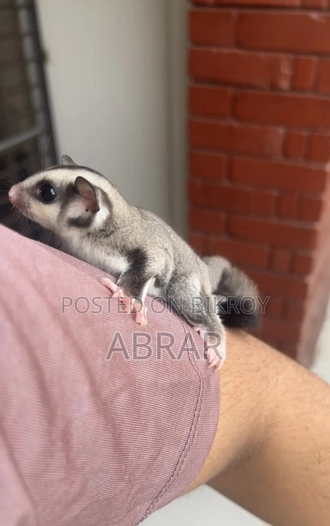 সুগার গ্লাইডার সুপার টেম