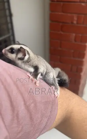 সুগার গ্লাইডার সুপার টেম