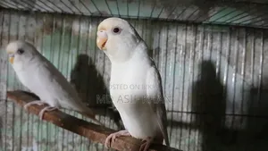 অ্যাডাল্ট বাজিগর