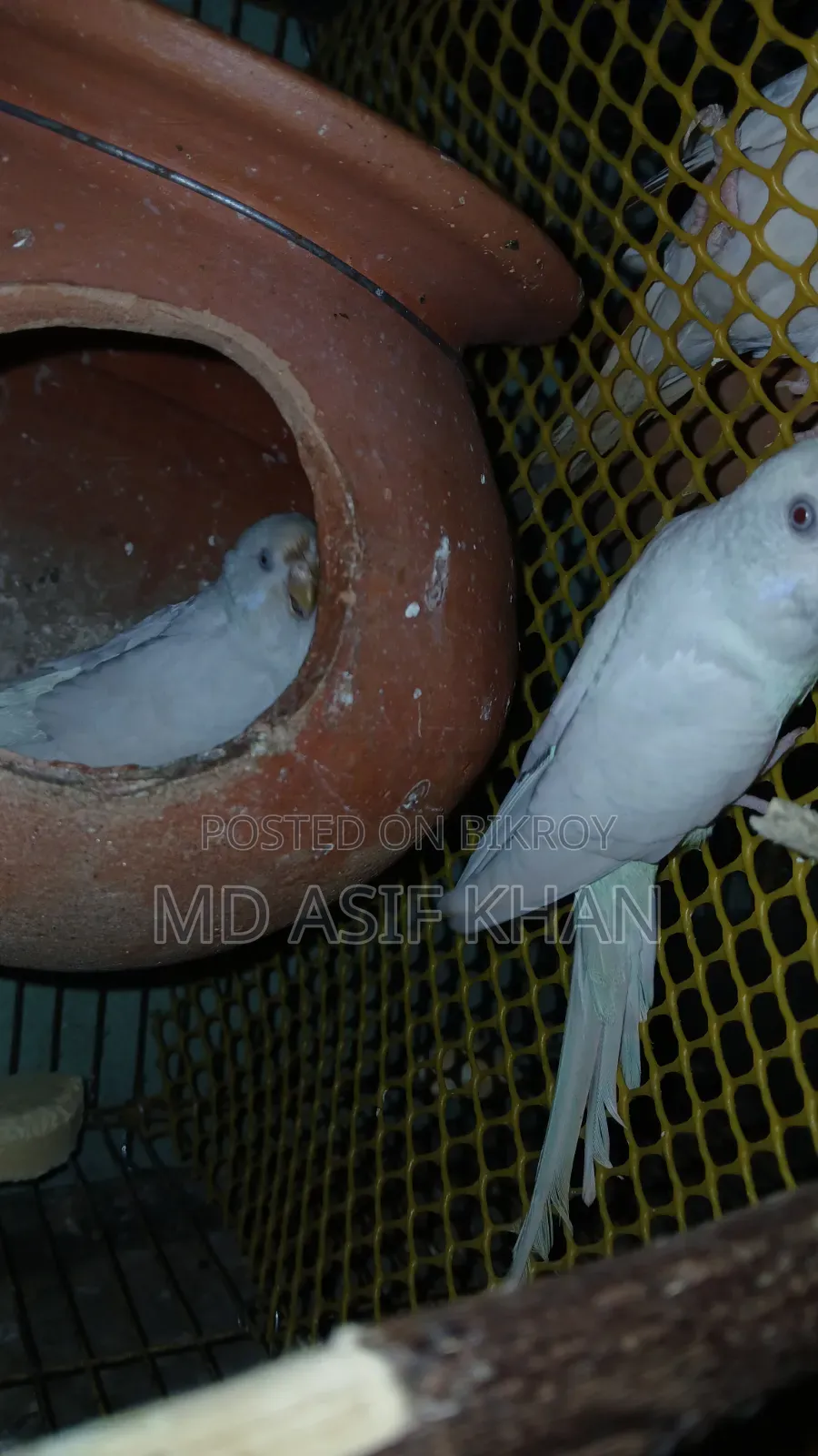 অ্যাডাল্ট বাজিগর