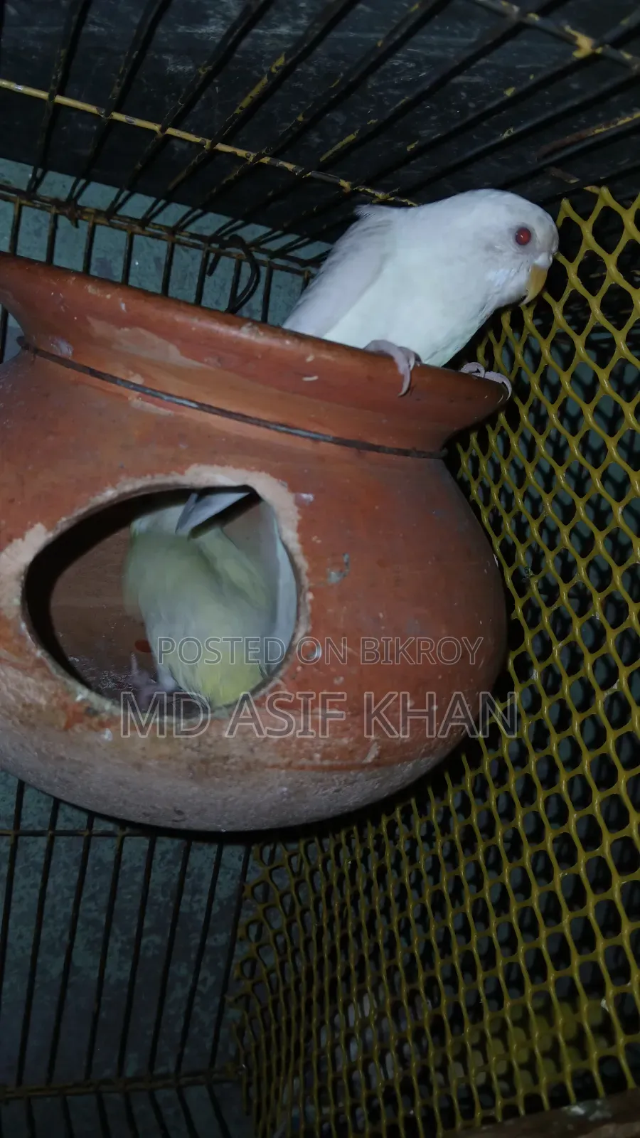অ্যাডাল্ট বাজিগর