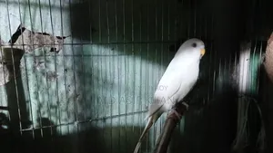 অ্যাডাল্ট বাজিগর