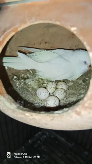 অ্যাডাল্ট বাজিগর
