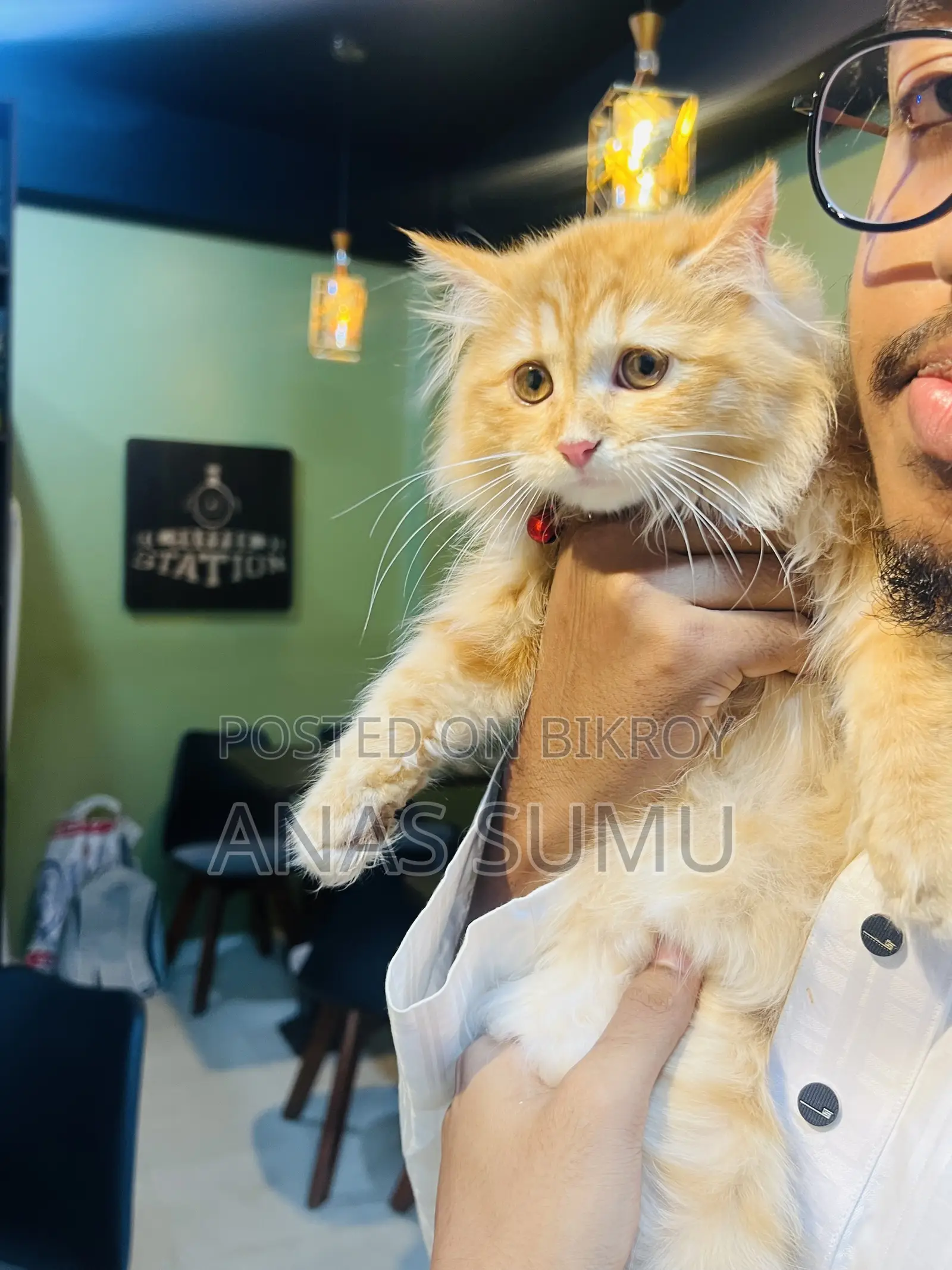 1-3 Months Male Purebred Turkish Angora