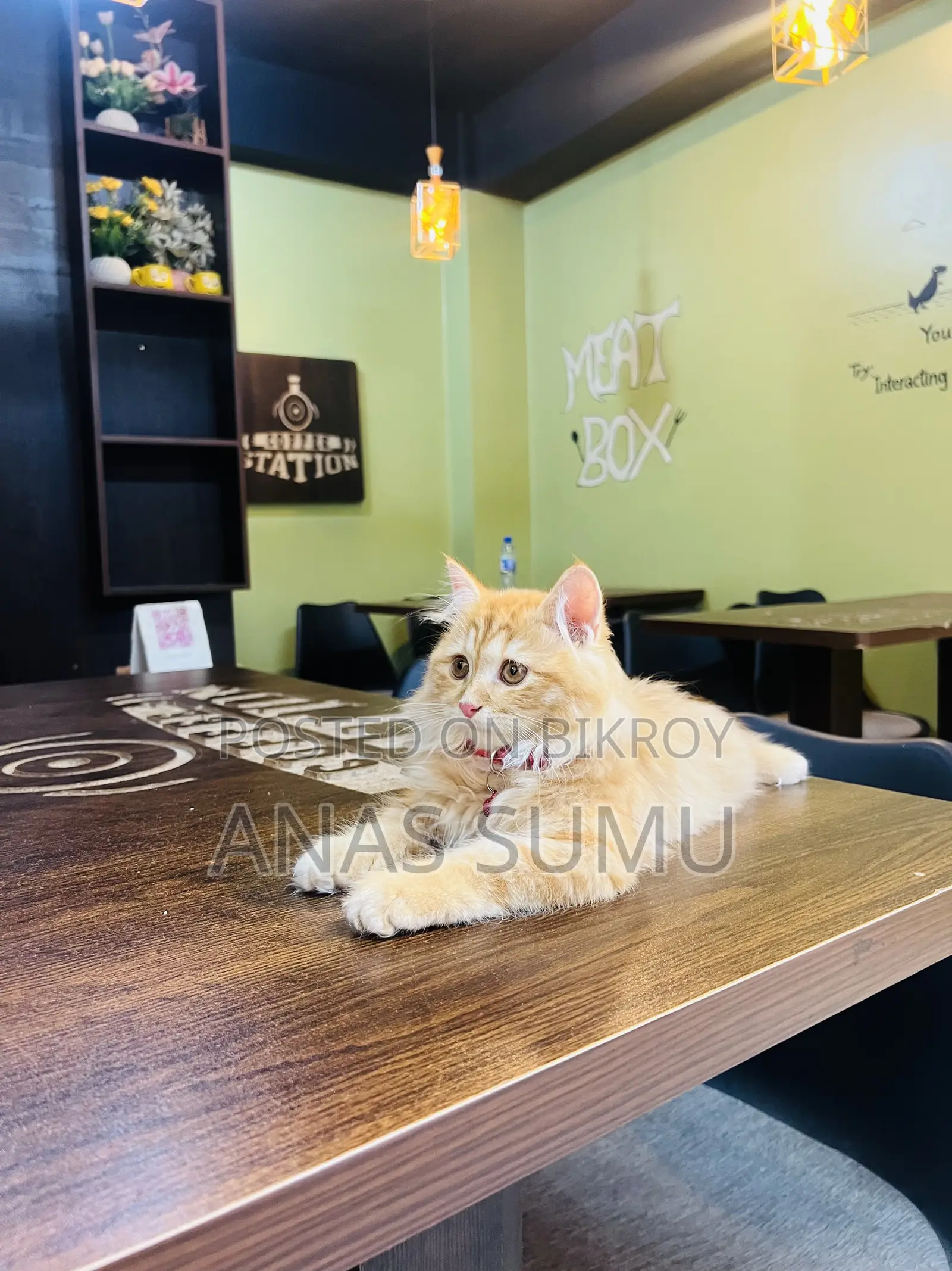1-3 Months Male Purebred Turkish Angora