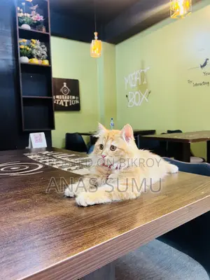 1-3 Months Male Purebred Turkish Angora