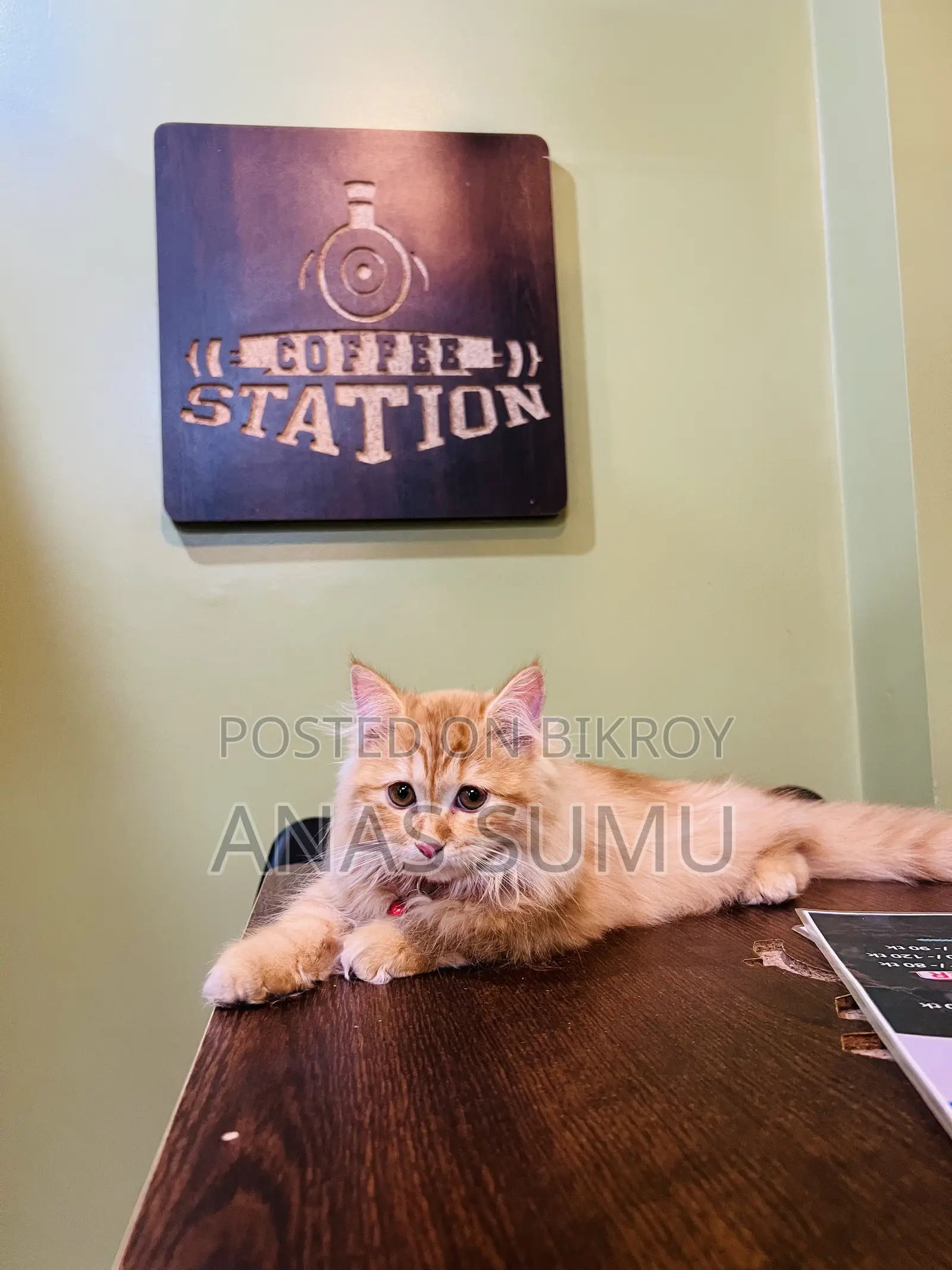 1-3 Months Male Purebred Turkish Angora