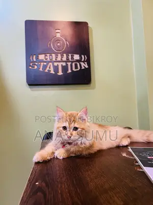 1-3 Months Male Purebred Turkish Angora
