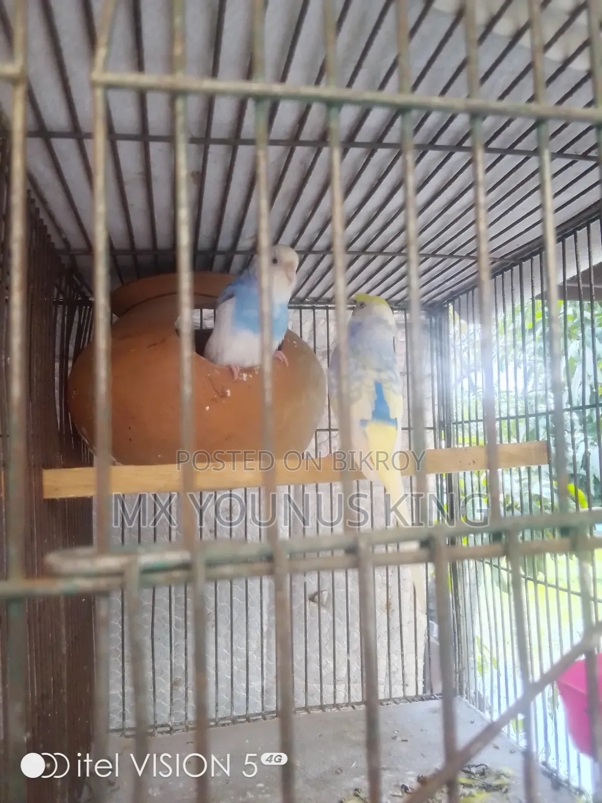 রানিং পাখি