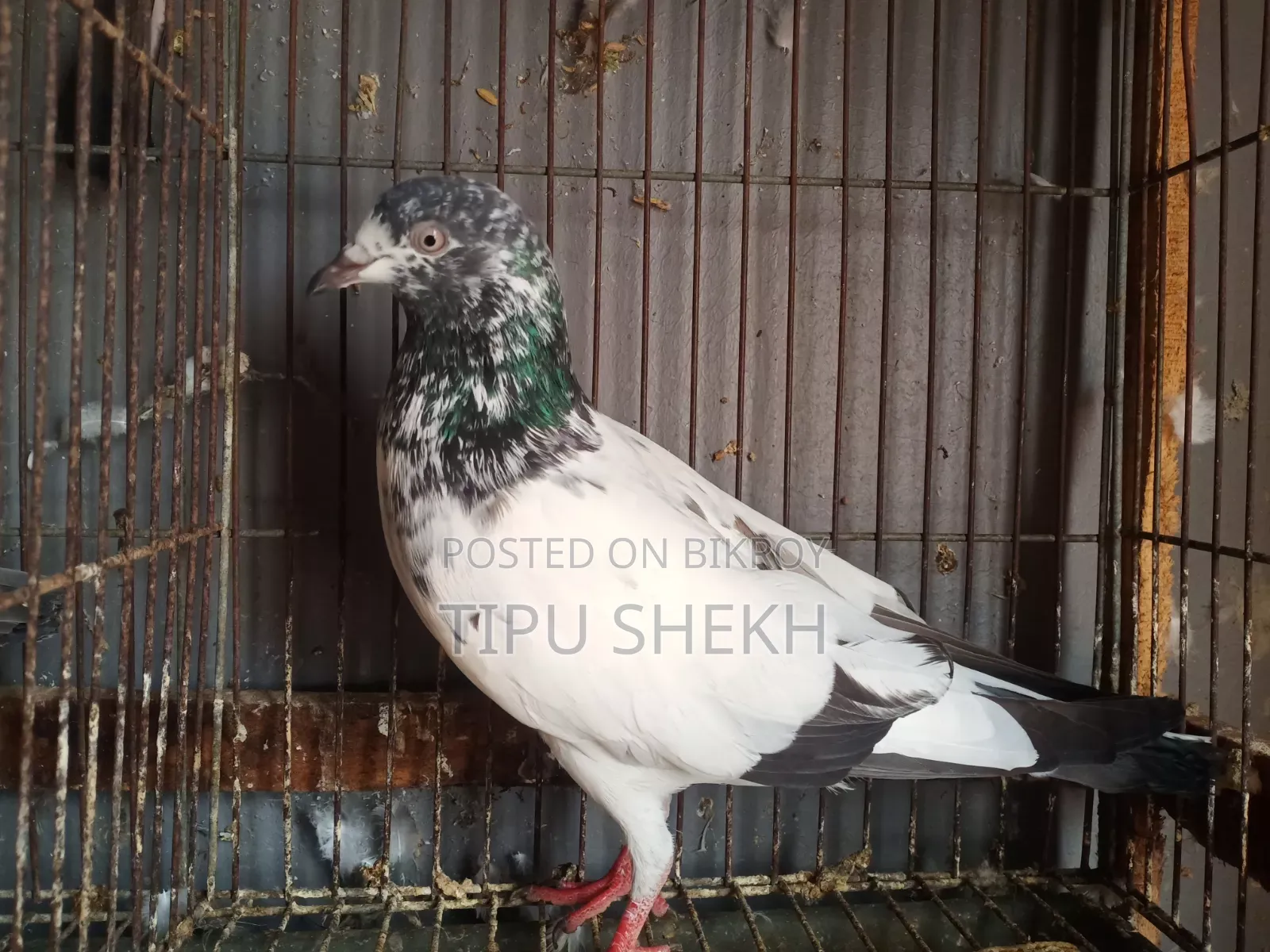 পাকিস্তানি ক্রস মাদি