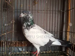পাকিস্তানি ক্রস মাদি