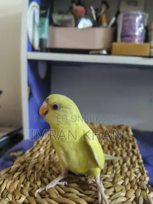 ফিমেল বাজরিগার