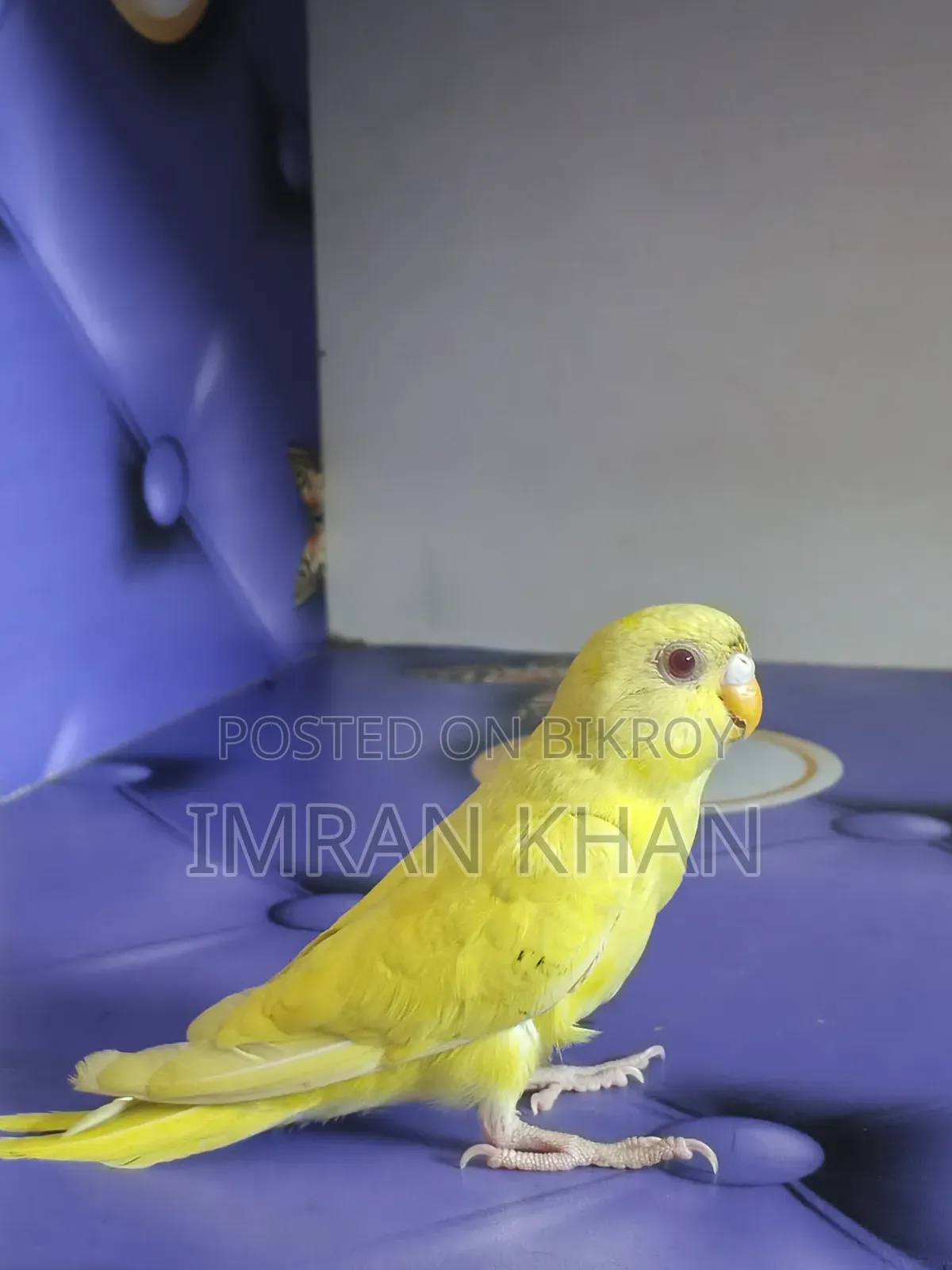 ফিমেল বাজরিগার