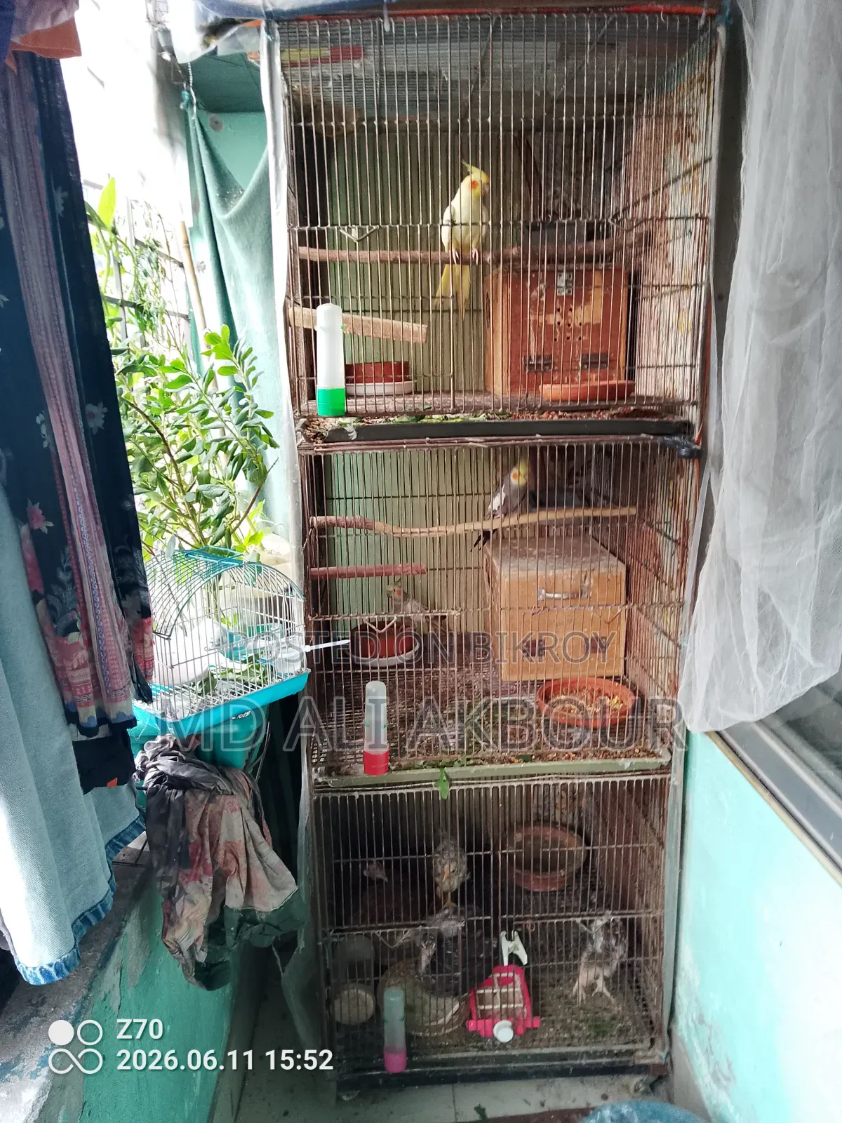 Bird Cage