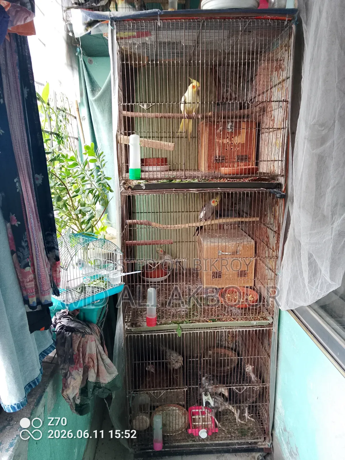 Bird Cage