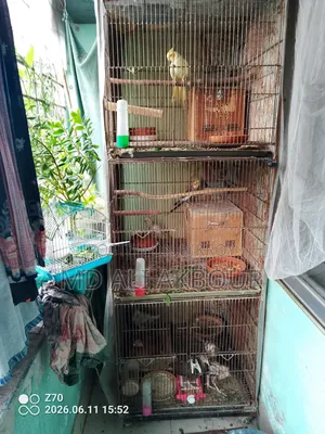 Bird Cage