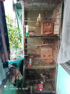 Bird Cage