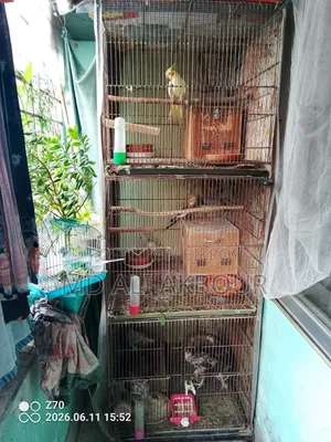 Bird Cage