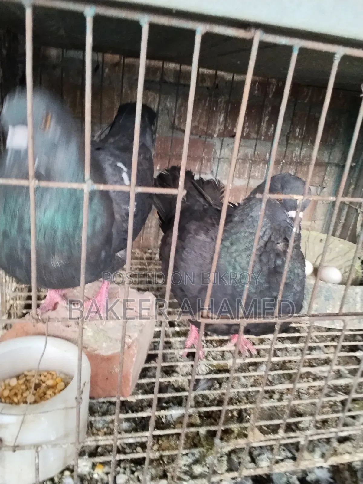 Pair of black King pigeons for sale with eggs