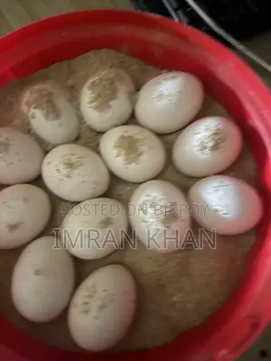 Sorail Dim Chicken