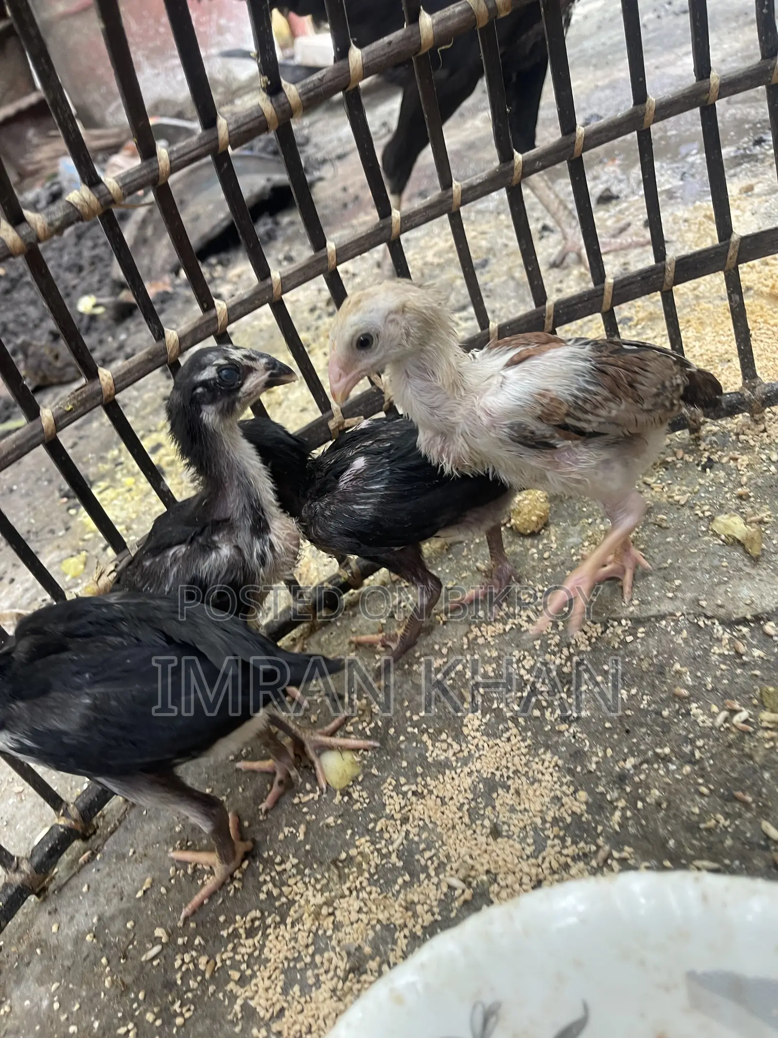 Sorail Dim Chicken