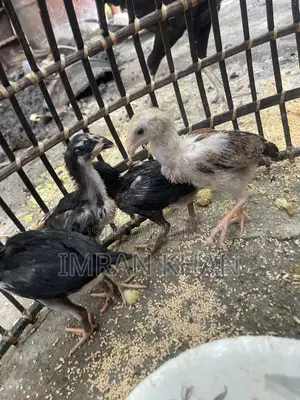 Sorail Dim Chicken