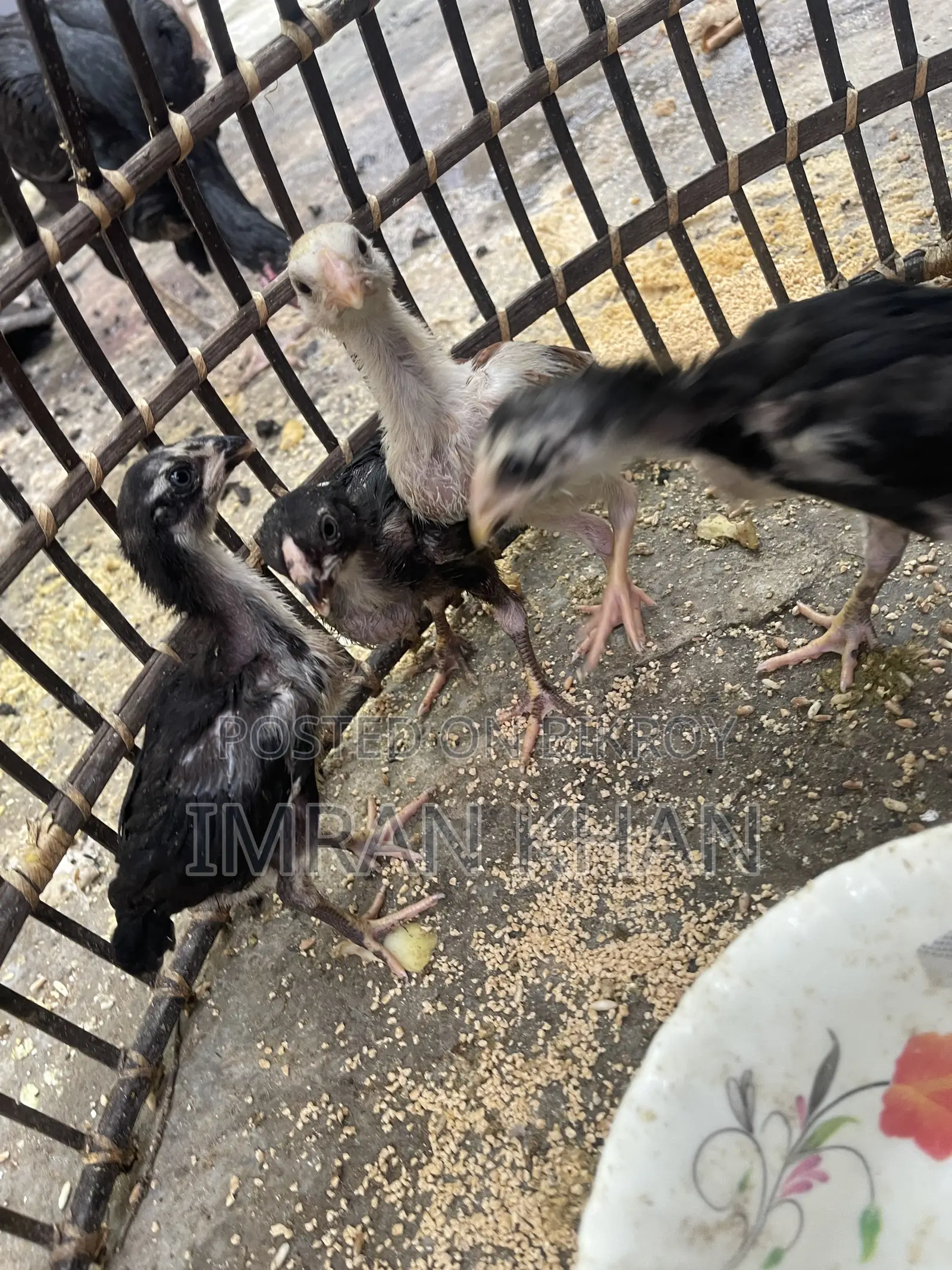 Sorail Dim Chicken